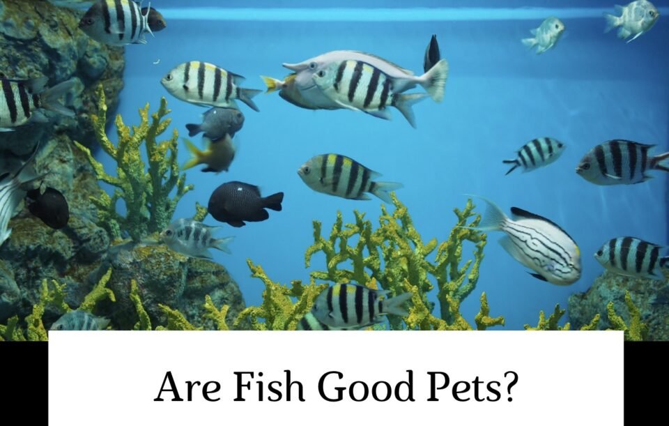 Are Fish Good Pets?